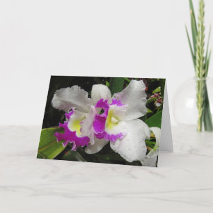 Carte Orchidée de Cattleya