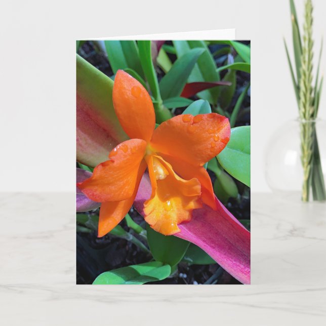 Carte Orchidée de Cattleya (Devant)