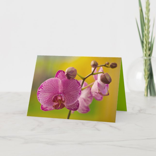 Carte Orchidée rose et blanche (Devant)