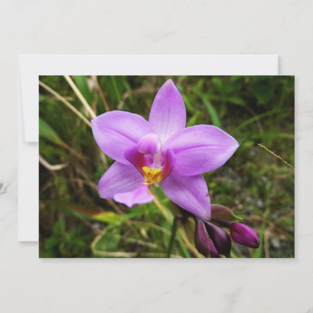 Carte Orchidée tropicale violette sauvage (Devant)