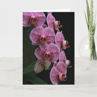 Carte Orchidées
