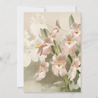 Carte Orchidées blanches Fleur Vintage vieille illustrat