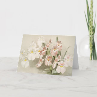 Carte Orchidées blanches Fleur Vintage vieille illustrat