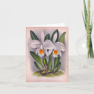 Carte Orchidées blanches vintages Cattleya Virginalis Li