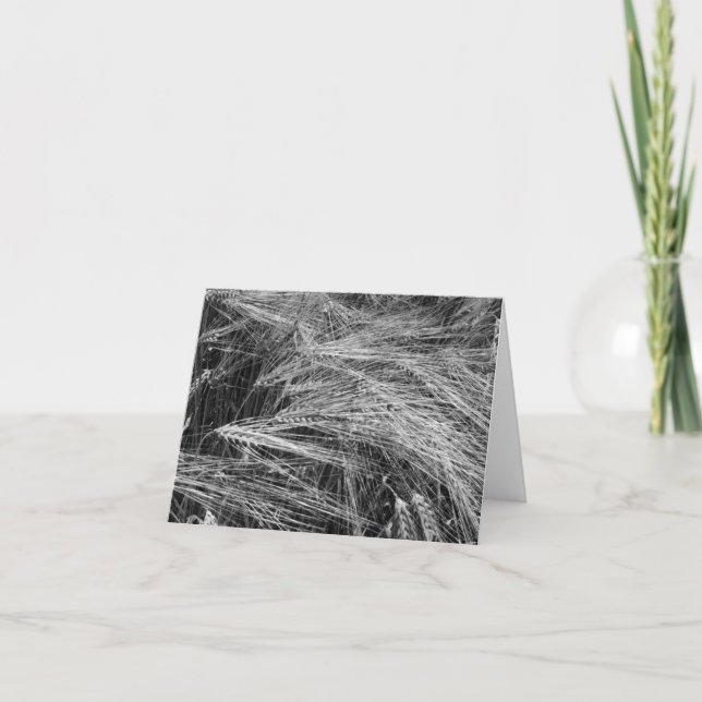 Carte Oreilles d'orge mûre (Hordeum vulgare) (Devant)