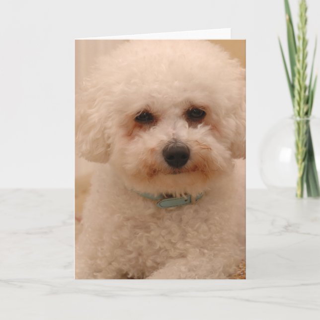Carte Oscar le Bichon Frise (Devant)