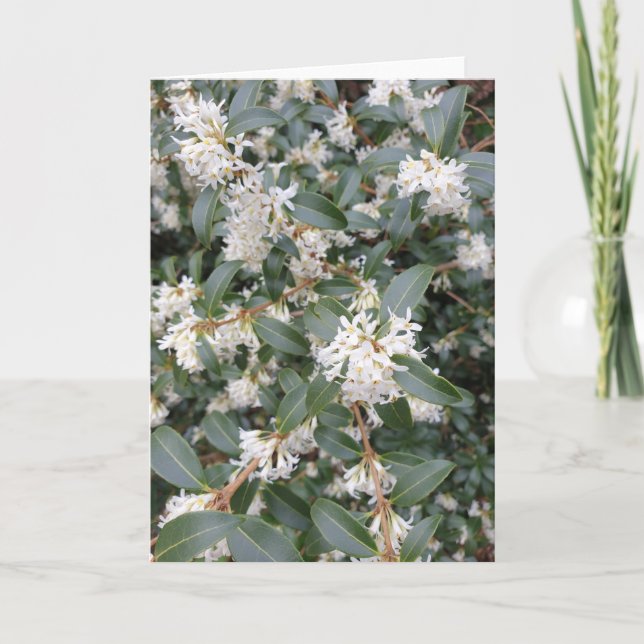 Carte Osmanthus Burkwoodii dans le parc (Devant)
