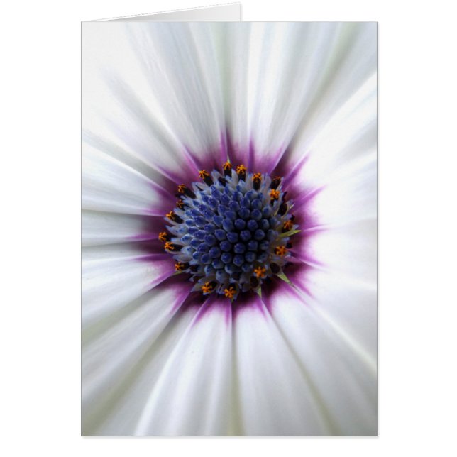 Carte Osteospurmum (Devant)