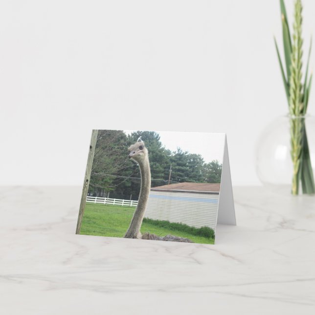 Carte Ostrich (Devant)