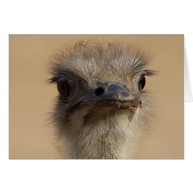 Carte Ostrich (Devant horizontal)