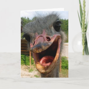 Carte Ostrich What's Up Card