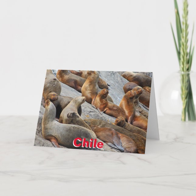 Carte Otarie de Patagonie, Chili (Devant)