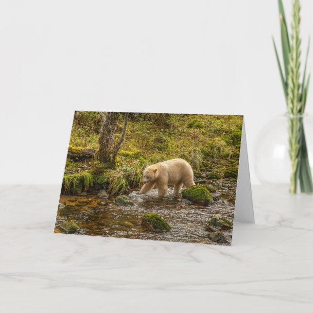 Carte Ours blanc fantôme chasse le poisson dans le ruiss (Devant)