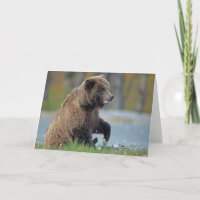 Ours Brown d'Alaska chez Kenai NWR