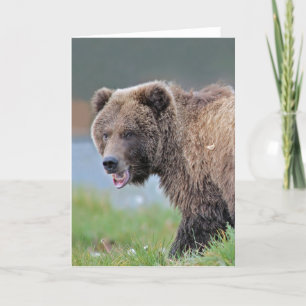 Carte Ours Brown d'Alaska chez Kenai NWR.