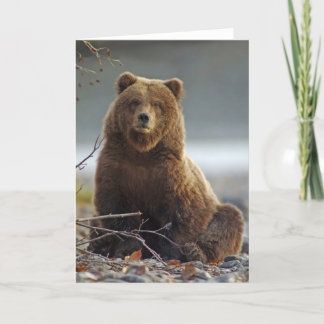 Carte Ours Brown d'Alaska chez Kenai NWR, Alaska