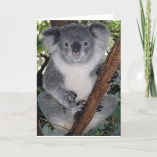 Carte Ours Koala