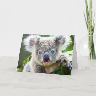 Carte Ours Koalas