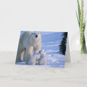 Carte Ours polaire femelle debout avec 2 oursons