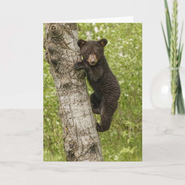 Carte Ourson noir dans un arbre (Devant)