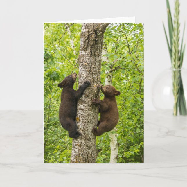 Carte Oursons noirs grimpant à l'arbre (Devant)