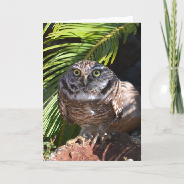 Carte Owl greeting card (Devant)