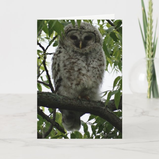 Carte Owl Luv (Devant)