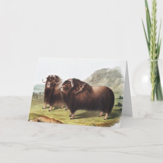 Carte Ox musqué (Ovibos moschatus) (Devant)