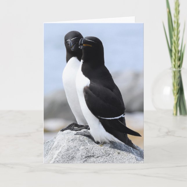 Carte Paire de Razorbill (Devant)