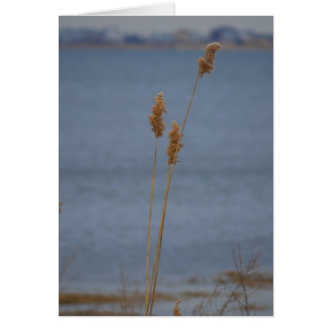 Carte paisible (Devant)