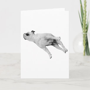 Carte Paix à vos pattes