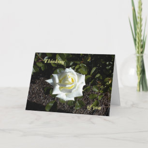 Carte Pale Yellow Rose : Je pense, de vous
