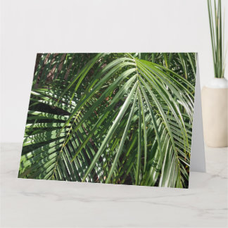 Carte Palm Fronds Beaux Art Photographie de la nature