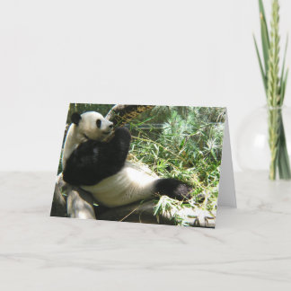 Carte Panda au zoo de San Diego