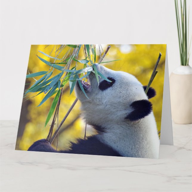 Carte Panda Bear mangeant du bambou (Devant)