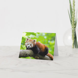 Carte Panda rouge