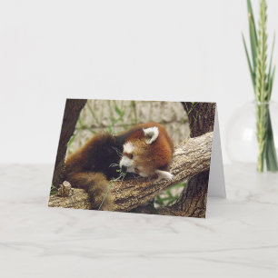 Carte Panda rouge dormant mignon avec nourriture dans sa