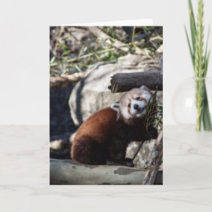 Carte Panda rouge et bambou