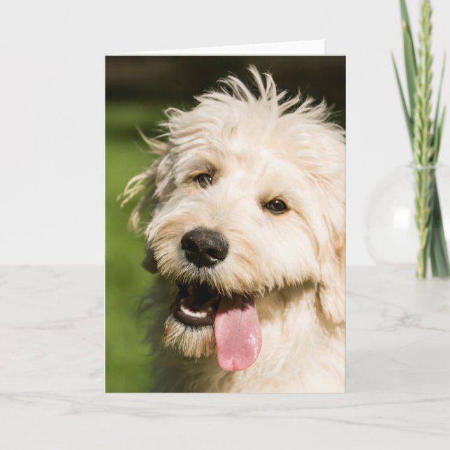 Carte Panneaux de chiot Goldendoodle (Devant)