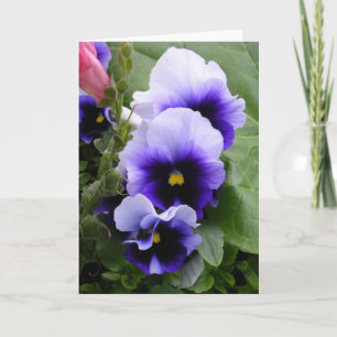 Carte Pansies violettes
