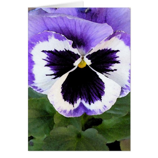 carte - Pansy bleu, blanc et violet (Devant)