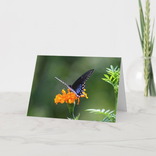 Carte Papillon (Devant)