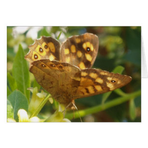 Carte Papillon