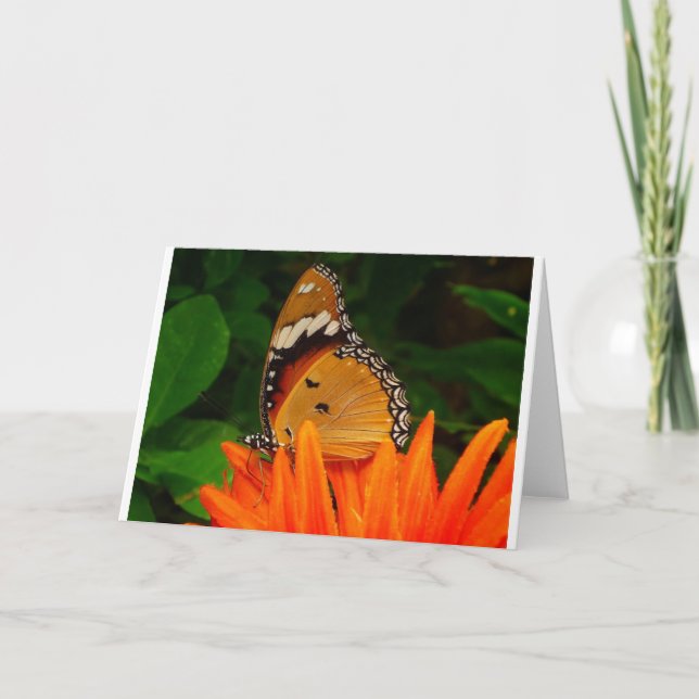 Carte Papillon (Devant)