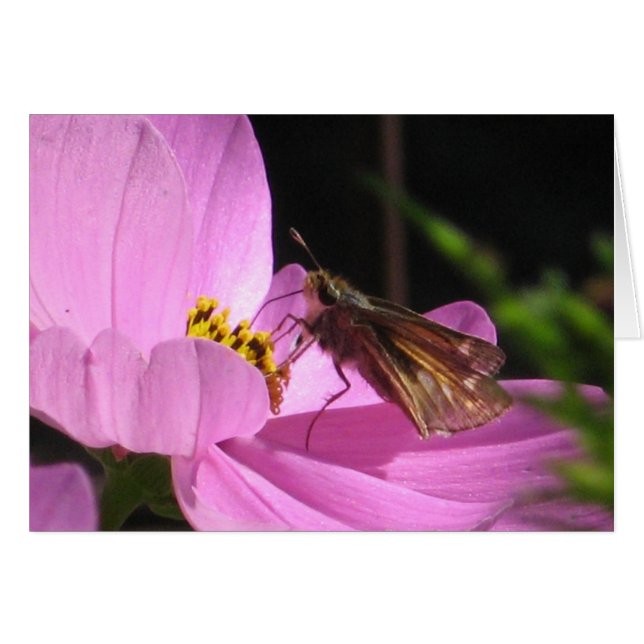 Carte Papillon (Devant horizontal)