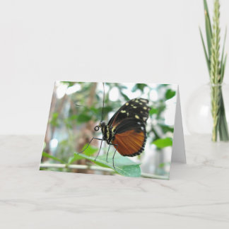 Carte Papillon #1
