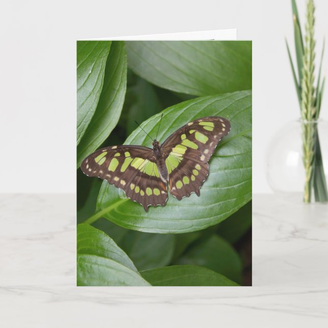 Carte Papillon 2 d'Olbrich (Devant)