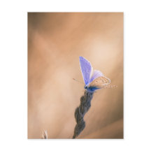 Carte papillon Argus bleu