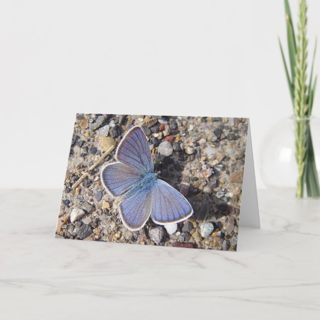 Carte Papillon bleu (Bläuling), en blanc (Devant)