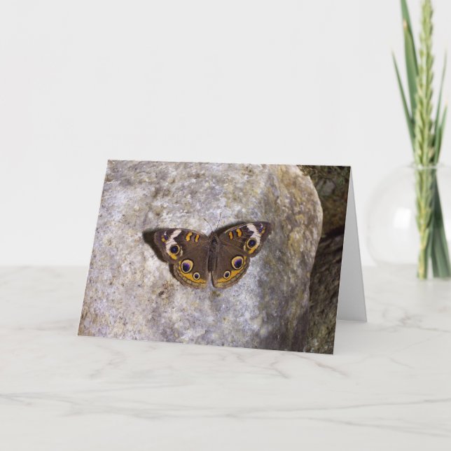 Carte Papillon Buckeye (Devant)